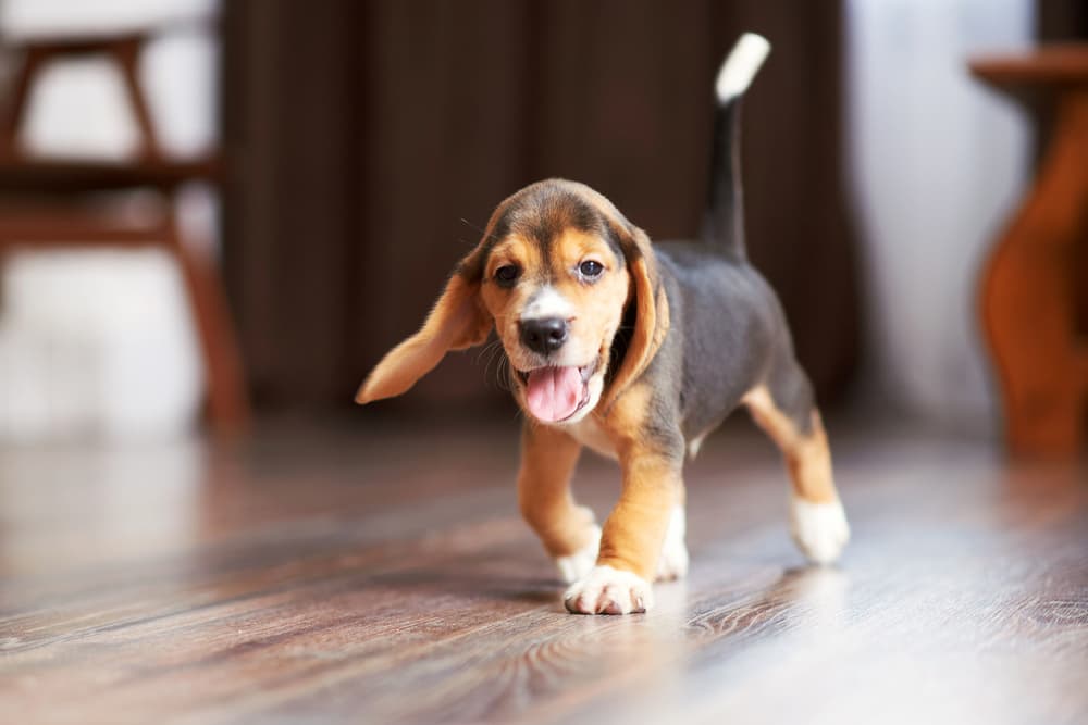 A beagle puppy on a nice hardwood floor.